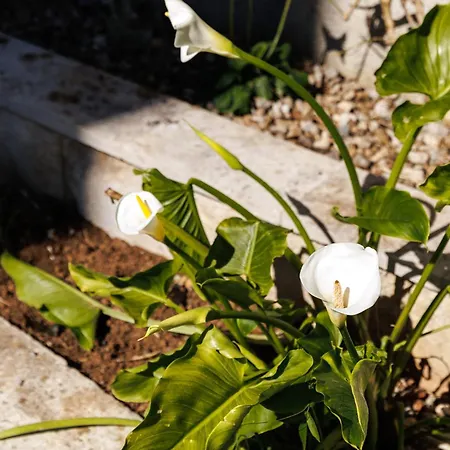 公寓 Kalla 奥帕提亚